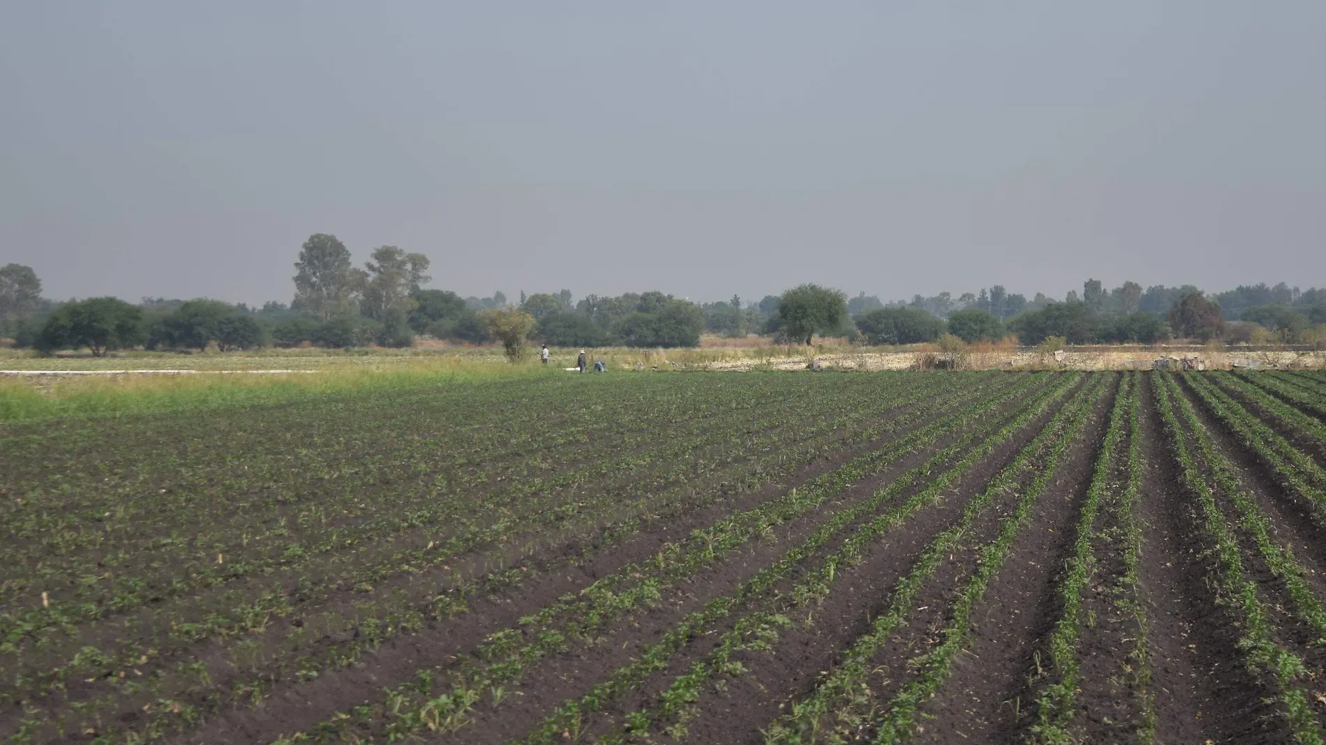 Productores piden la rehabilitación de los caminos de saca. Foto Archivo